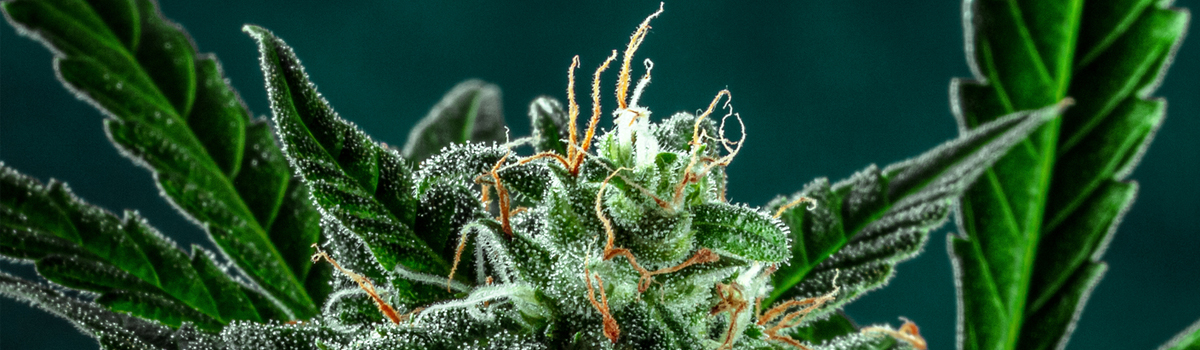 Understanding Medical Cannabis Regulations in Oklahoma: What Every New Patient Should Know