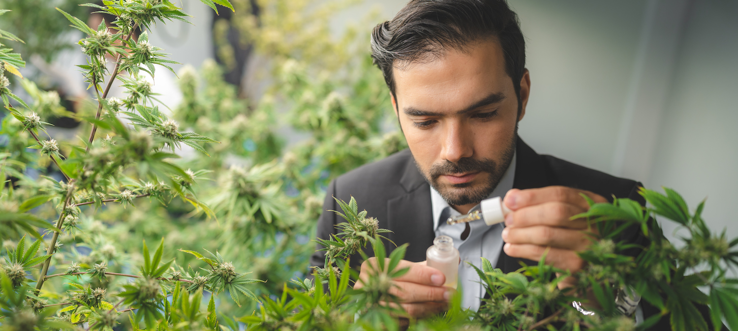 The Role of Cannabis Terpenes in Oklahoma’s Medical Cannabis Market